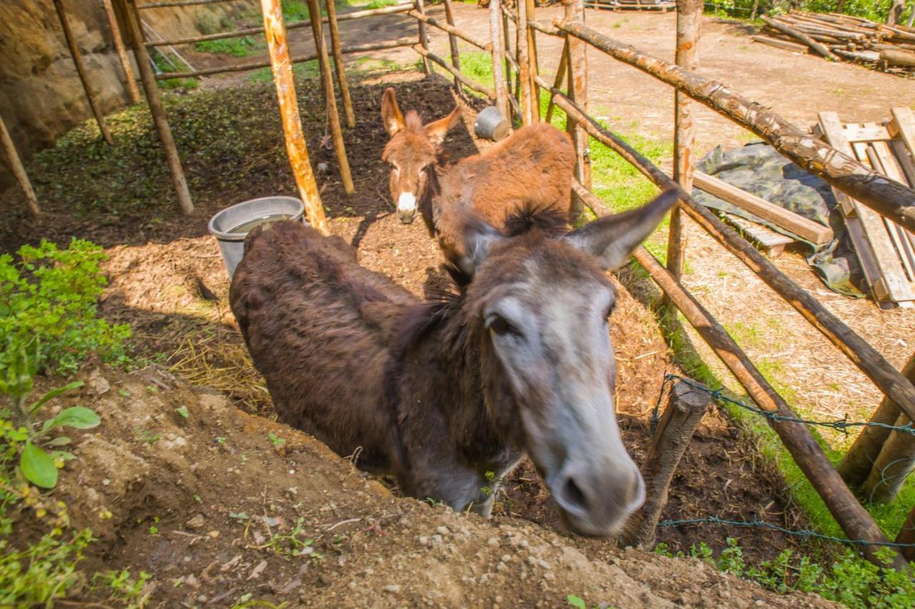 Poggio Della Roverella Country House Morlupo ภายนอก รูปภาพ